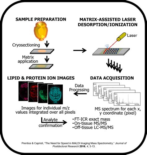 Imaging Mass Spectrometry Method Development – Prentice Research Group