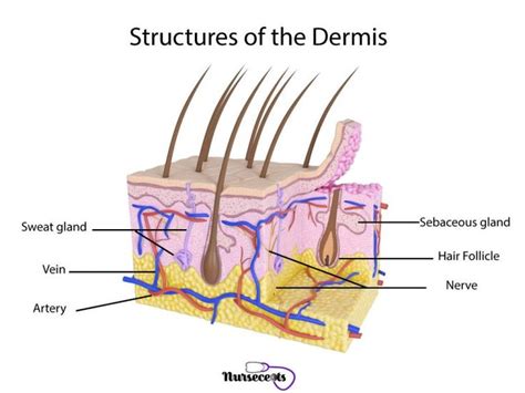 7 Facts About the Integumentary System Every Nursing Student Should Know - Nursecepts | Разное