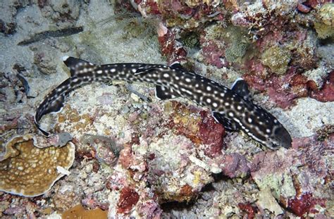 Coral catshark on July 30, 2019 at 07:23 PM by Mike Krampf. Found on a ...