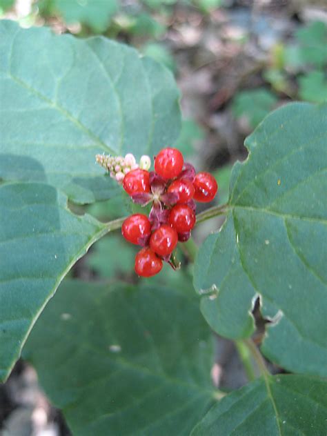 Vascular Plants of the Gila Wilderness-- Rivina humilis