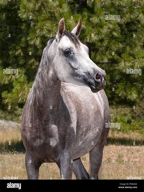 head shot of a beautiful grey arabian horse mare at liberty with a ...