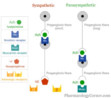 Acetylcholine receptors: muscarinic and nicotinic | CME at Pharmacology Corner