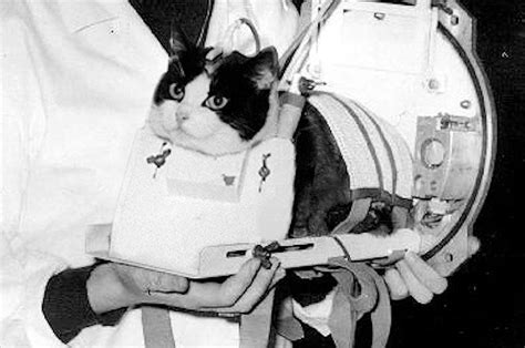 Félicette, the first cat in space, hates you. | MLTSHP