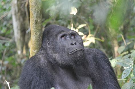 Grauer's gorillas Archives - Dian Fossey