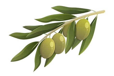 Olive branch with green leaves. Cartoon vector isolated illustration 14467211 Vector Art at Vecteezy