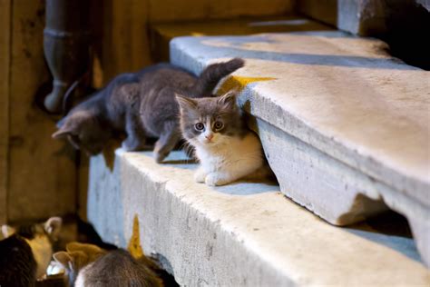 Street cats in Istanbul, Turkey [OC] : r/aww