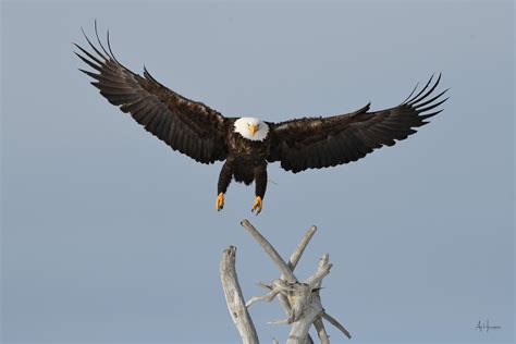 BALD EAGLE PHOTOGRAPHY WORKSHOPS | HOMER ALASKA TOUR