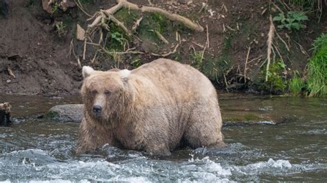 The winner of Katmai’s Fat Bear Week contest for 2023 is … | CNN