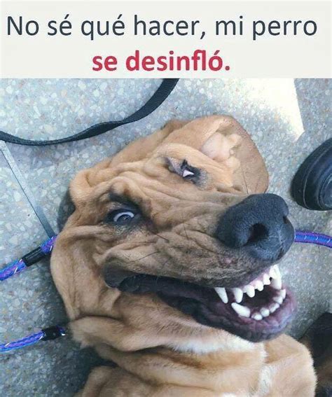 Imagenes de Humor Vs. Videos Divertidos - Mega Memeces | Memes de animales divertidos, Perros ...