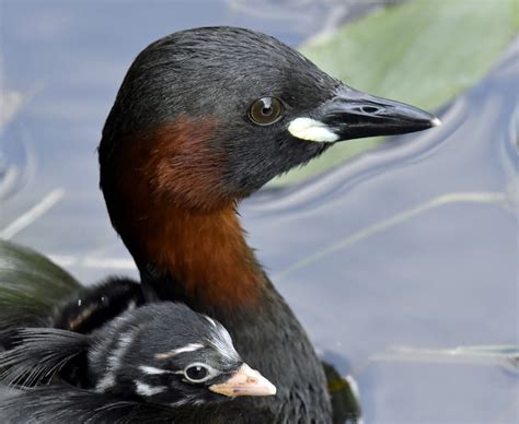 Little Grebe by Chris Nicholls - BirdGuides