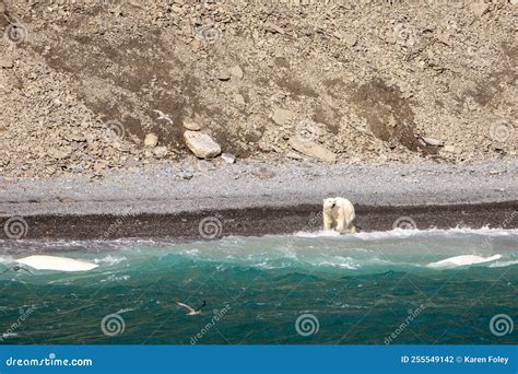 Polar Bear Hunting White Beluga Whales Stock Photo - Image of island ...