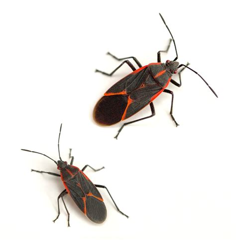 Common Household Pests and How to Get Rid of Them - FindABusinessThat.com