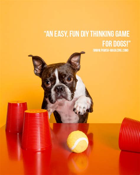 DIY DOG TOY: DIY THINKING DOG GAME – Pawsh Magazine