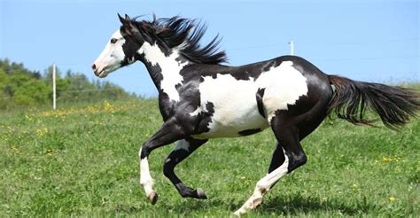 24+ Breeding Paint Horses - JingKaiarah