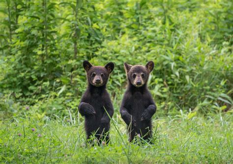 Bear Cubs Caught Playing on Gatlinburg Porch | Southern Living