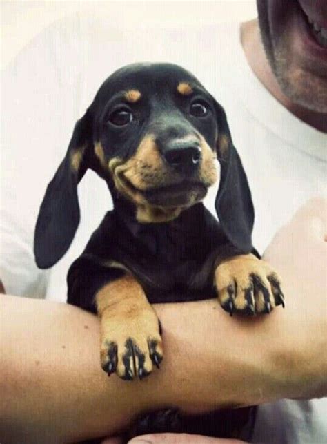 #Cute little smiling dog #funny dog | Cute animals, Baby dogs, Cute dogs