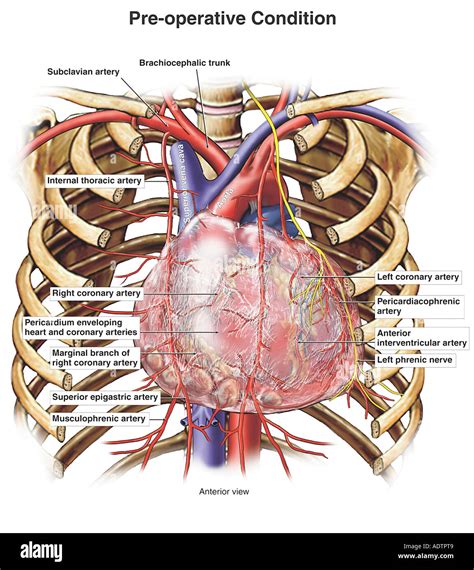 Blood vessels of the thorax immagini e fotografie stock ad alta risoluzione - Alamy