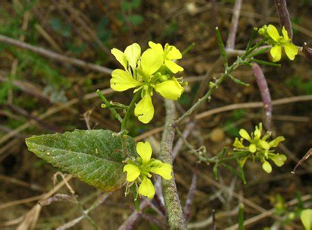 Brassica nigra (Black Mustard) : MaltaWildPlants.com - the online Flora ...