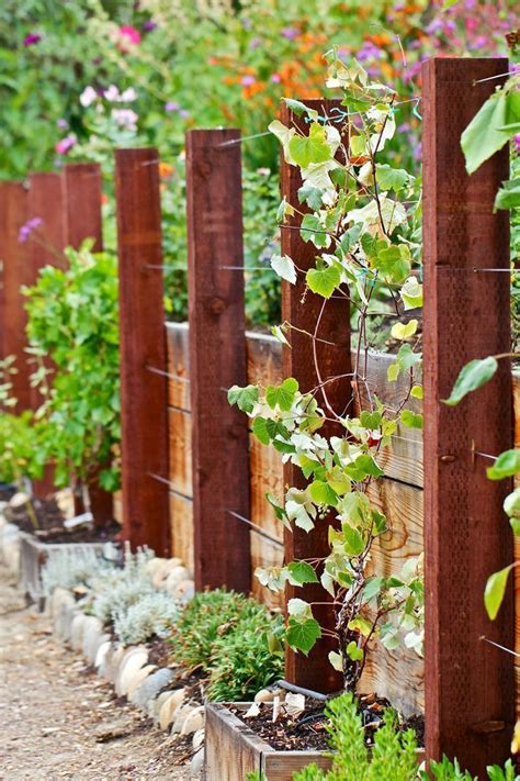 Dünger Für Trauben - Modern | Pflanzen, Weintrauben pflanzen, Garten bepflanzen