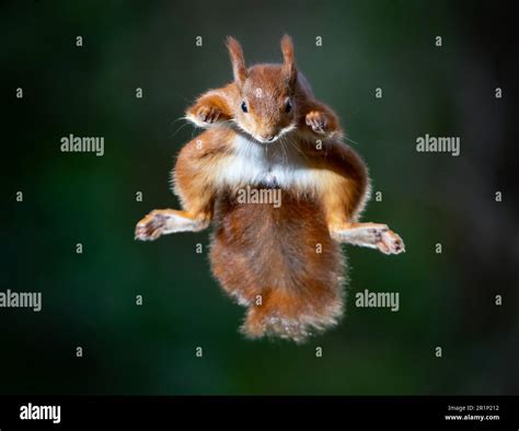 STUNNING images of a red squirrel performing some serious James Bond ...