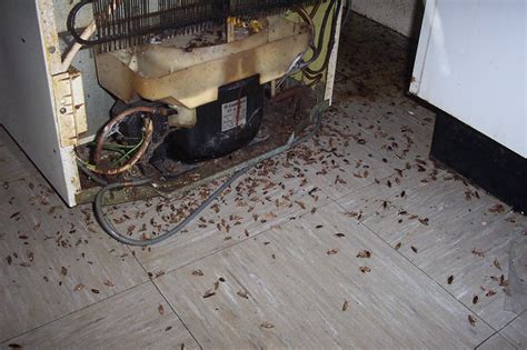 Preventing A Cockroach Infestation