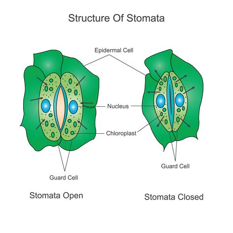 Structure of stomata. Opening and closing of stomata.Biological illustration. 27798658 Vector ...