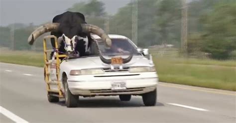 Car with bull named Howdy Doody crammed into passenger seat pulled over by Nebraska police