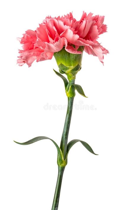 Pink carnation stock photo. Image of valentine, nature - 172924000