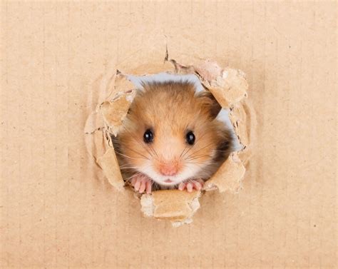 30 Cute Hamster Pictures You Need to See | Funny Hamster Photos