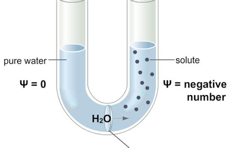 Concept of Water Potential : Plantlet