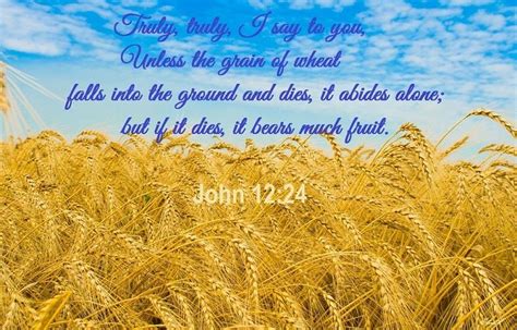 john 12-24 Truly, truly I say to you, unless the grain of wheat falls into the ground and dies ...