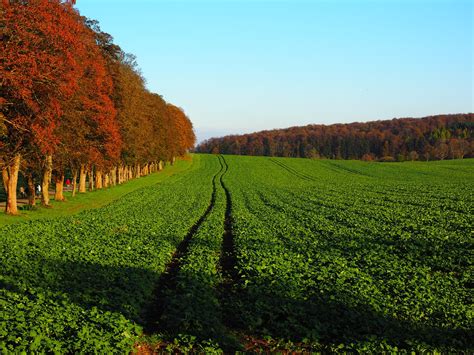 How to Use Green Manure to Improve Soil Fertility - Garden and Happy