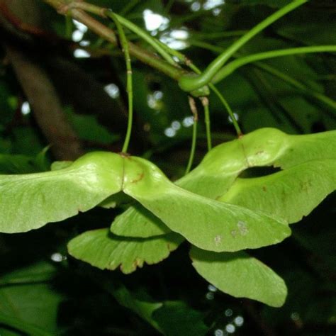 Norway Maple (Acer Platanoides) 20 seeds