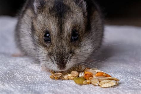 Campbell Dwarf Hamster Babies Stock Image - Image of babies, pheodopus: 17335431