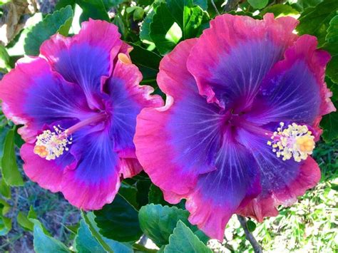 Flower Seeds Giant purple Hibiscus Exotic Coral Flowers 20 | Etsy