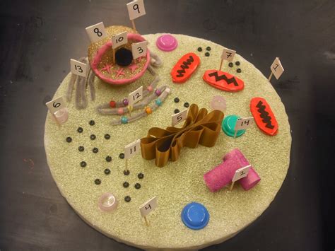 Plant Cell Model With Food