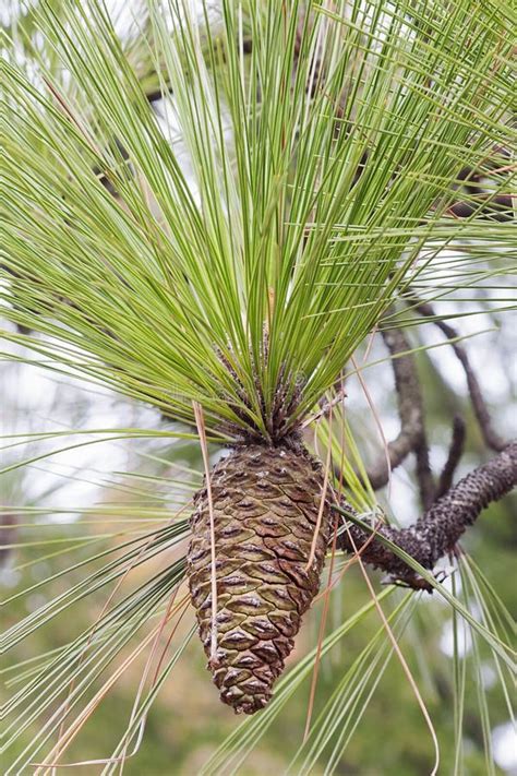 Longleaf Pine Twigs With Cones Stock Image - Image of palustris, cones: 81323383