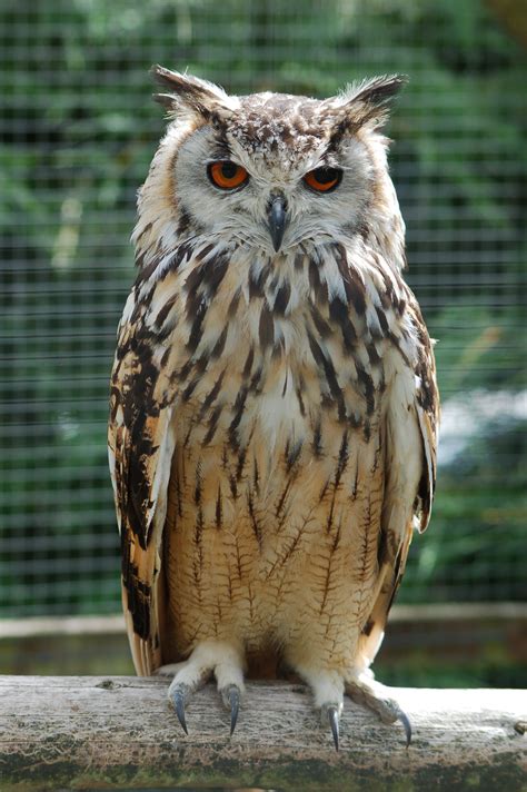 File:Bengalese Eagle Owl.jpg - Wikipedia