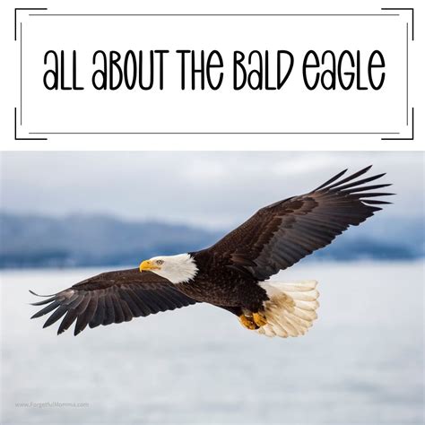 Mini Unit Studies on Bald Eagles for Kids - Forgetful Momma Shop