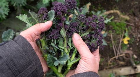 15 Tips For Bigger Brassica Harvests This Season