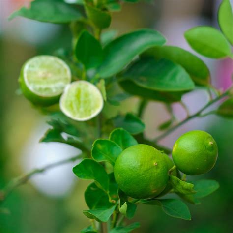 Dwarf Key Lime Tree | Dwarf Key Lime Tree For Sale | Citrus.com