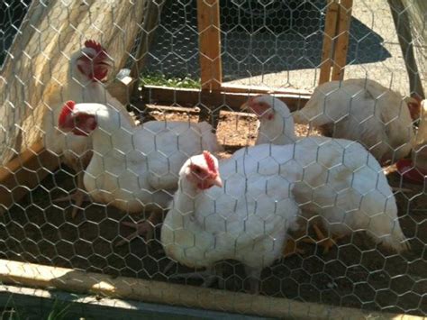 How to Raise Cornish Cross Chickens for Meat Birds - Owlcation