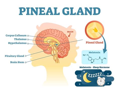 Interesting Facts About The Pineal Gland - Awakening State