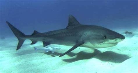 Wildlife Z: Ganges Shark