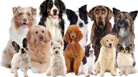 Welke hond past bij u? Tips voor het kiezen van de perfecte hond - MAX Vandaag