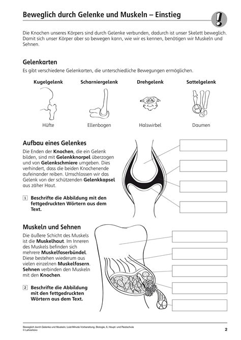 Klassenarbeit Biologie Arbeitsblätter Klasse 5 Gelenke - Carl Winslow Grundschule