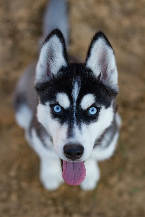 Foto Wallpaper Anjing / Wallpaper Anjing Husky Lucu - Wallpaper engine ...