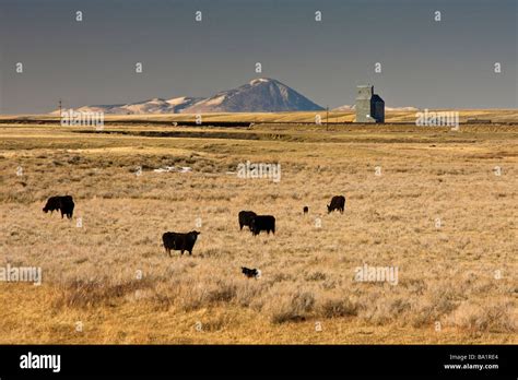 Cattle on the open range near Shelby, Montana Stock Photo - Alamy