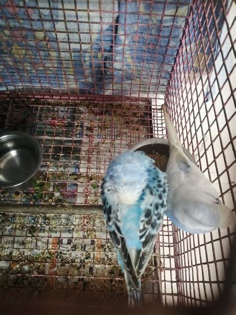 Budgie sleeping a lot. | Talk Budgies Forums