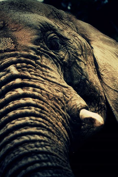 The Elephants of Knysna on Behance